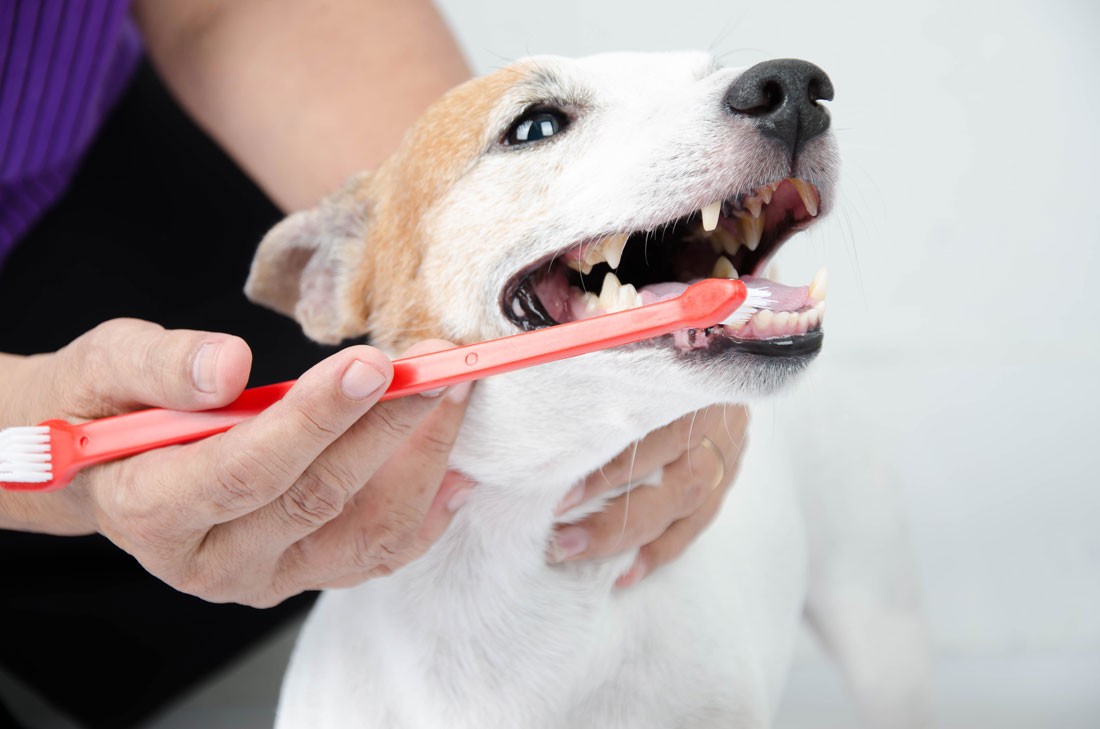 Gebitsverzorging bij huisdieren: Onmisbare benodigdheden voor jouw dierenartspraktijk