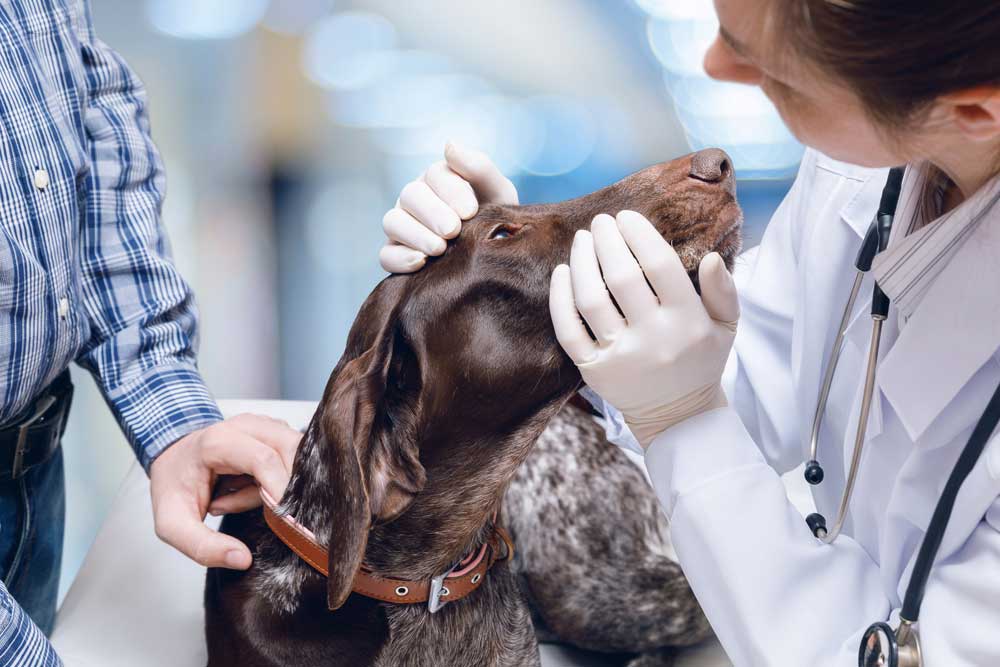 Infectiepreventie en sterilisatie in de dierenkliniek