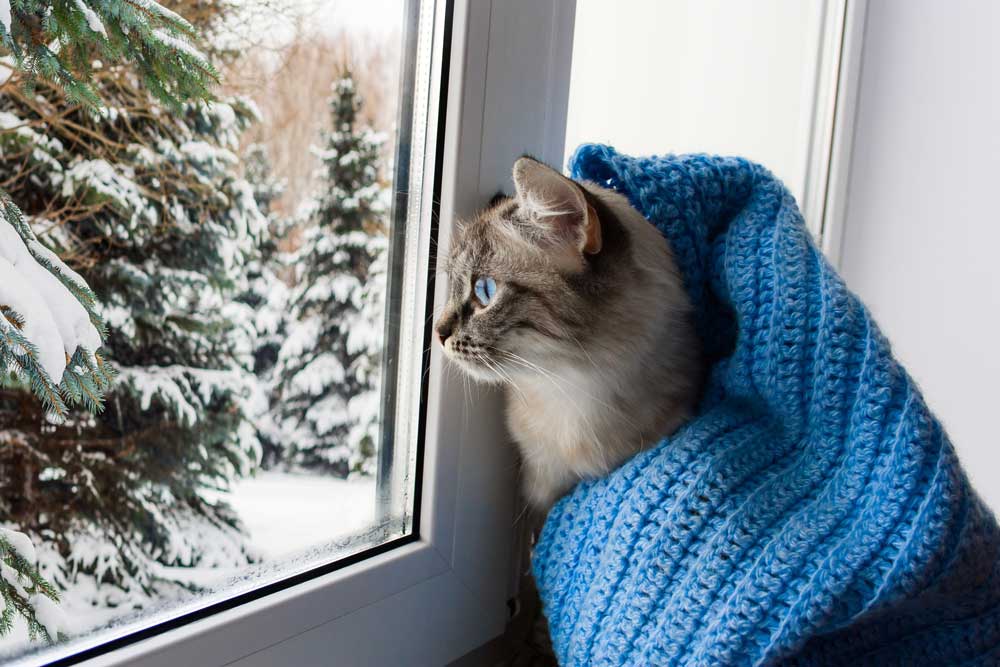 Praktische winter oplossingen voor dierenklinieken in de koude maanden